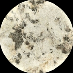 Mexican Amate Bark Marble